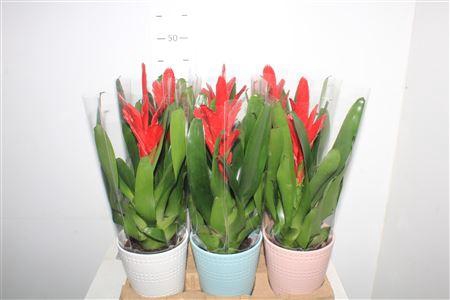 <h4>Vries Intenso Red Ceramic Pot</h4>