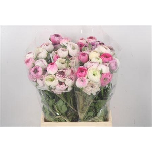 Ran El. White Stripes Ex