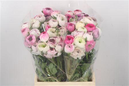 <h4>Ran El. White Stripes Ex</h4>