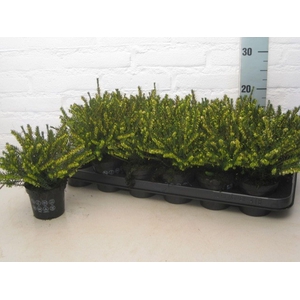 Erica darleyensis Ghost Hills