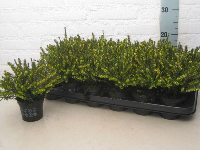 <h4>Erica darleyensis Ghost Hills</h4>