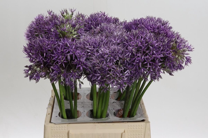 <h4>Allium Jackpot</h4>