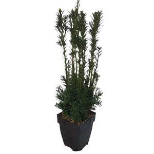 Taxus media 'Hicksii' P17