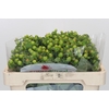 Hypericum Green Power