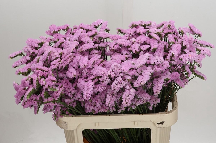 <h4>Limonium sinuatum Lucia Pink</h4>