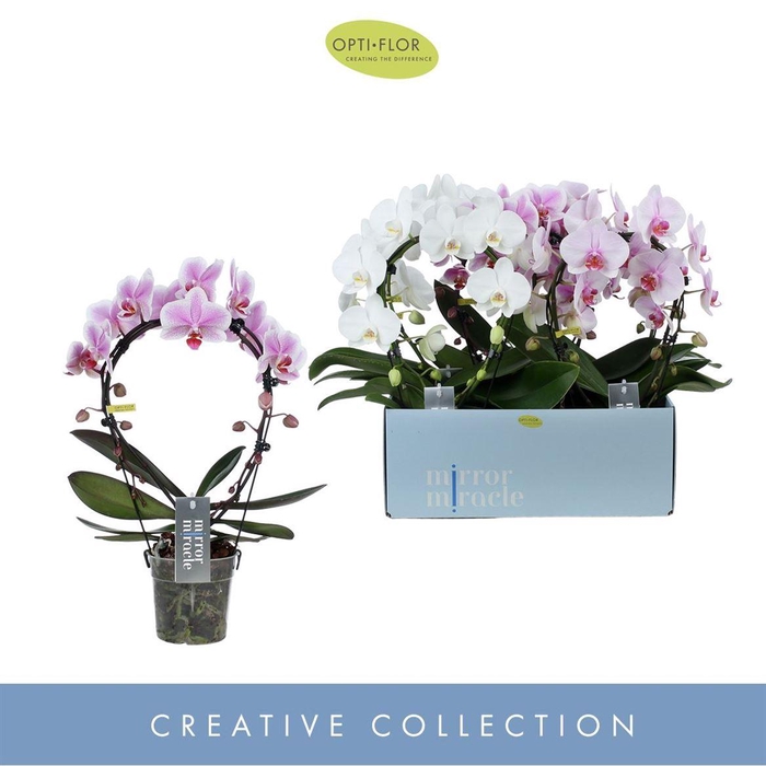 <h4>Phal Boog Gemengd 2 Tak</h4>