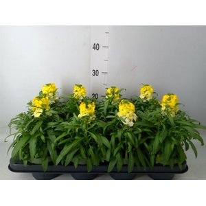 Erysimum  'Leya Lemon Glow'