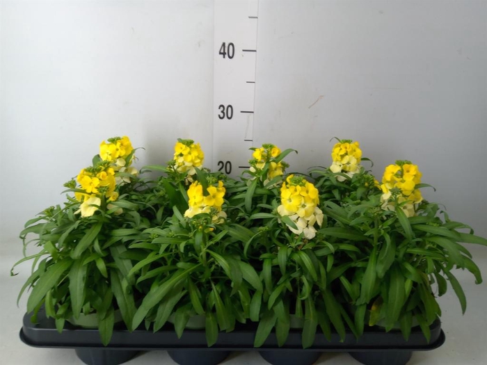 <h4>Erysimum  'Leya Lemon Glow'</h4>