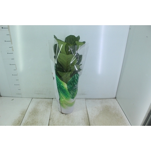 FICUS LYRATA P17