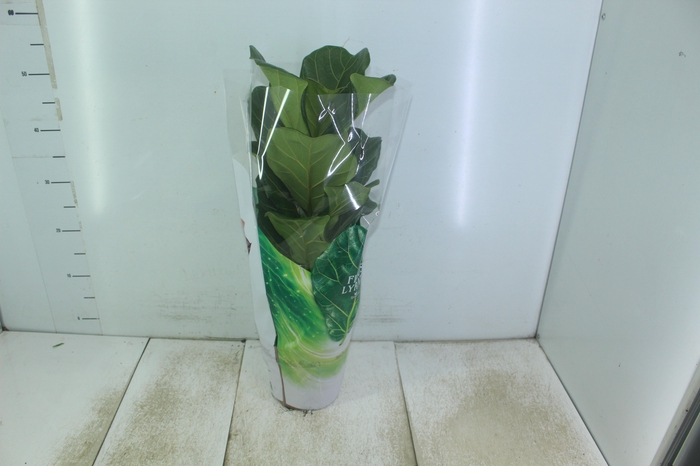 <h4>FICUS LYRATA P17</h4>