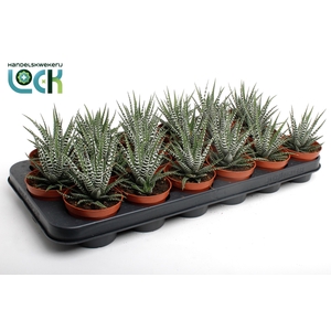 Haworthia Big Band