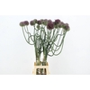 DIPSACUS XL
