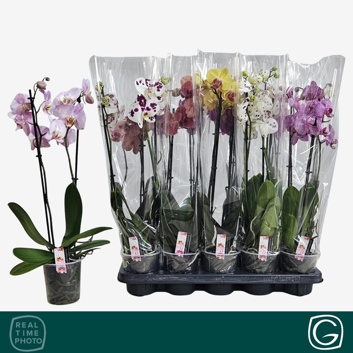 <h4>PHAL GEM 4 KL</h4>