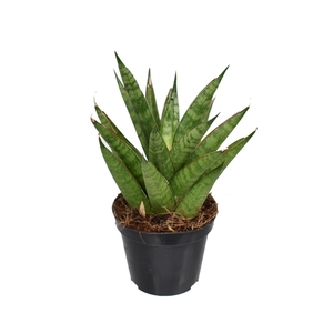 Sansevieria 'trifciata' Pineapple P8,5