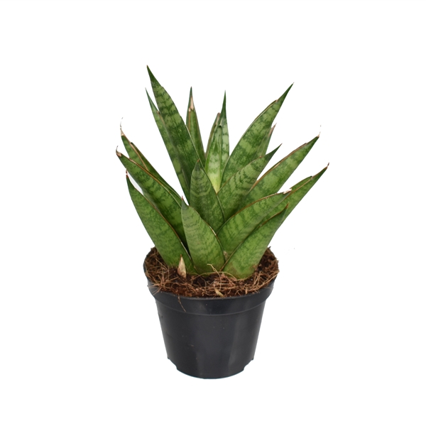 <h4>Sansevieria 'trifciata' Pineapple P8,5</h4>