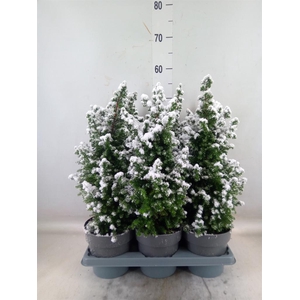 Chamaecyparis thyo. 'Top Point'