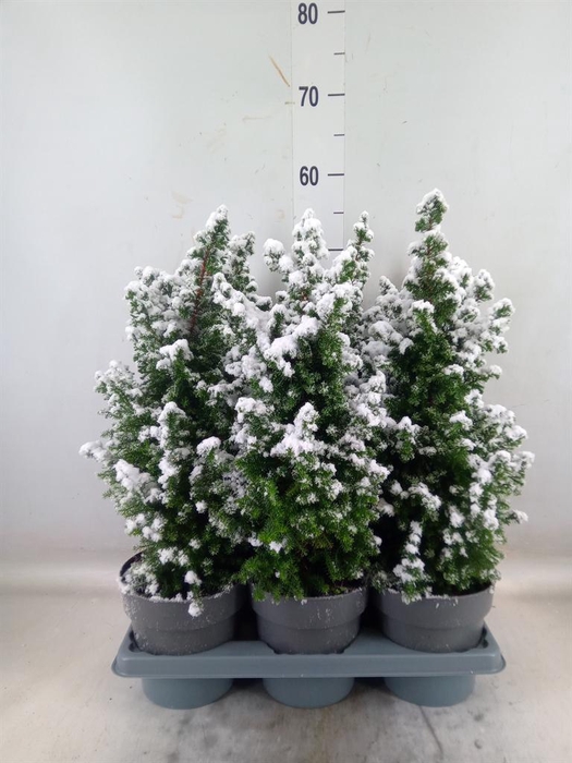 <h4>Chamaecyparis thyo. 'Top Point'</h4>