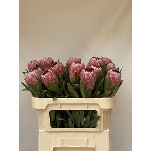 PROTEA PINK ICE