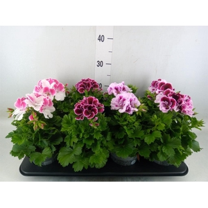 Pelargonium gran.   ..mix