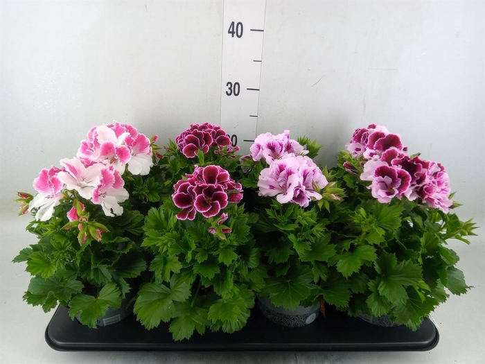 <h4>Pelargonium gran. ..mix</h4>