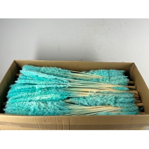 DF Pampas Silvy B10 85cm Mint