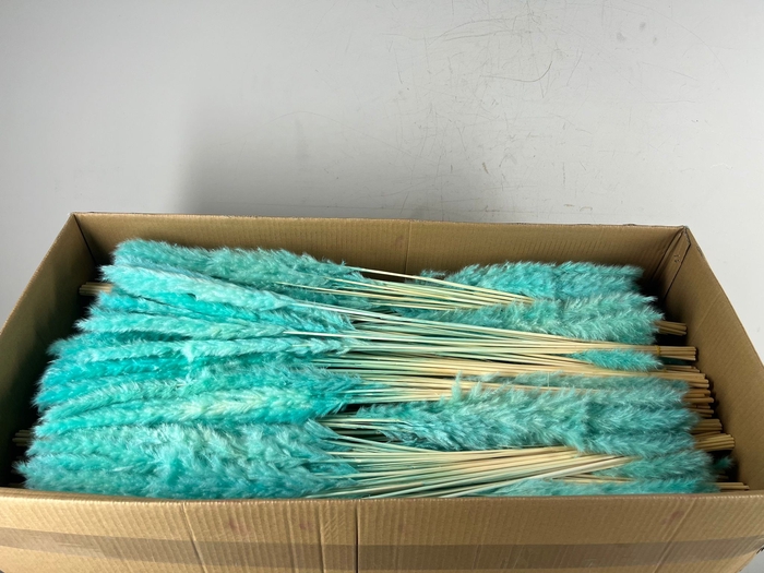 <h4>DF Pampas Silvy B10 85cm Mint</h4>