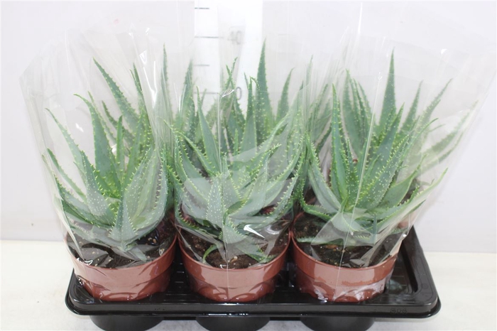 Aloe Arborescens