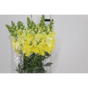 BOCA DE LEAO AMARELA 070 CM