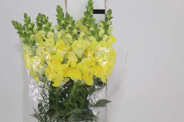 <h4>BOCA DE LEAO AMARELA 070 CM</h4>