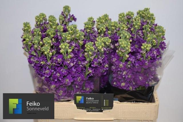 <h4>MATTH DEBORA</h4>