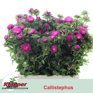 CALLIS AZUMI XL PINK