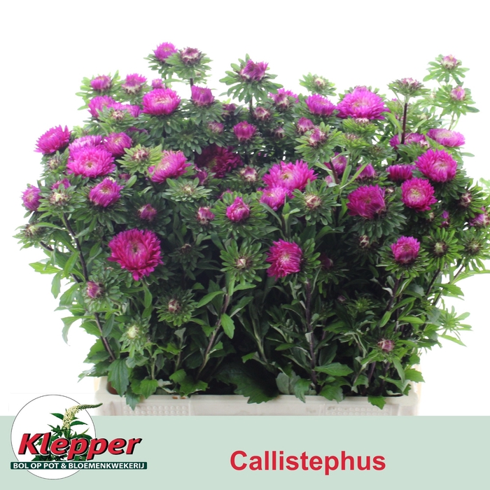 <h4>CALLIS AZUMI XL PINK</h4>