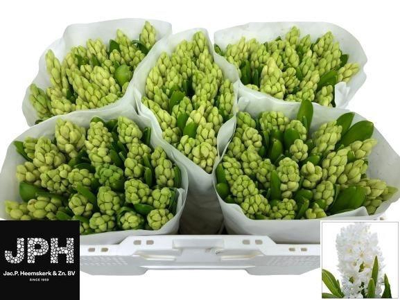 <h4>HYAC WHITE KING</h4>