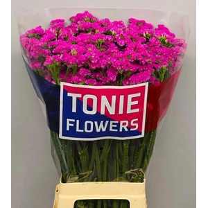 LIMONIUM SINUATUM 'DYNA ROSE'