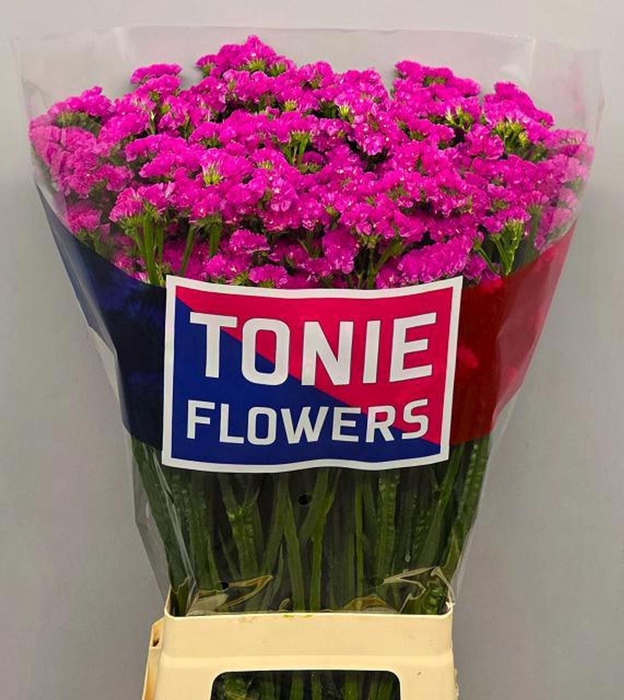 <h4>LIMONIUM SINUATUM 'DYNA ROSE'</h4>