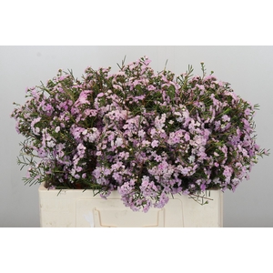 Chamelaucium Dancing Queen