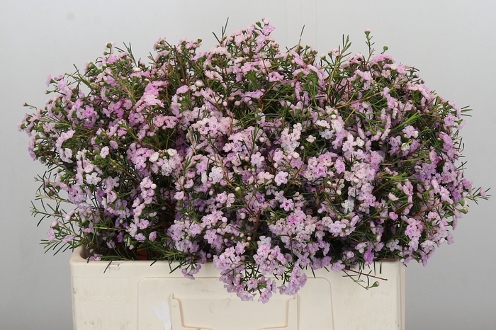 <h4>Chamelaucium Dancing Queen</h4>