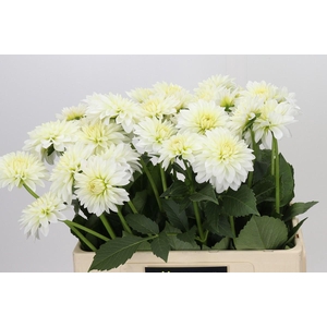 Dahlia Snow Cap