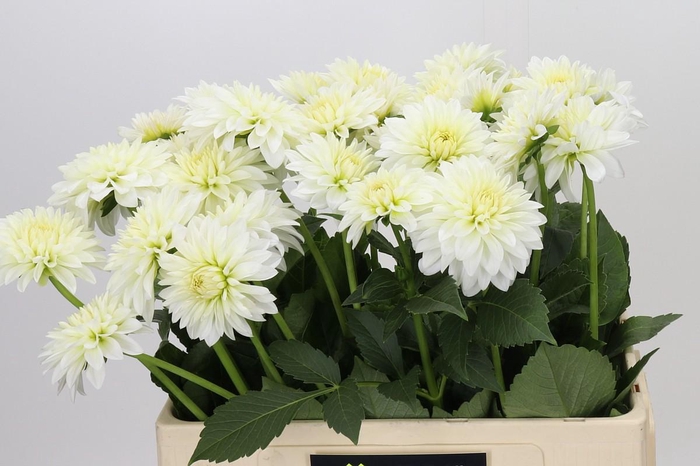 <h4>Dahlia Snow Cap</h4>