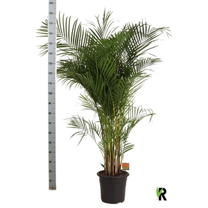 DYPSIS LUTESCENS
