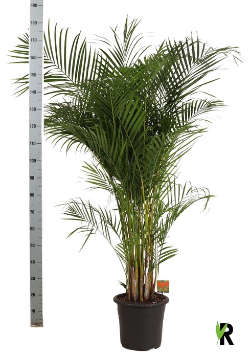 <h4>DYPSIS LUTESCENS</h4>