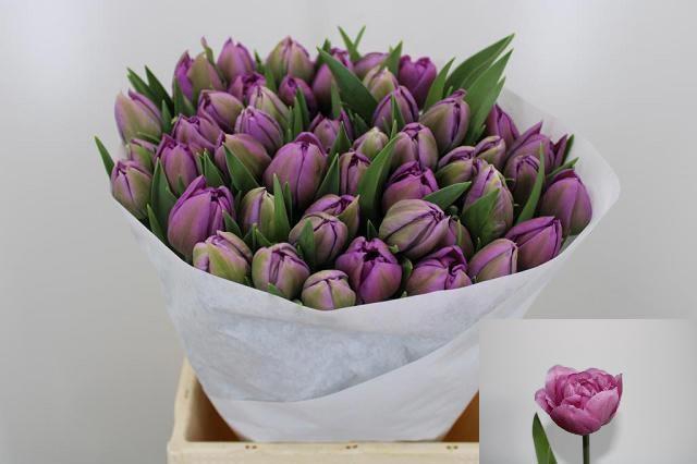 <h4>TU DU PURPLE JACKET</h4>