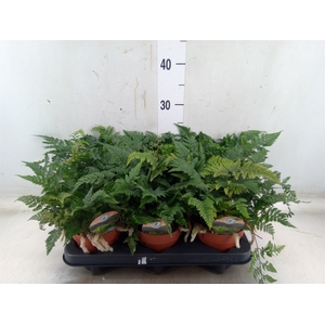 Humata tyermannii
