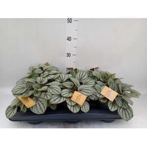 Peperomia