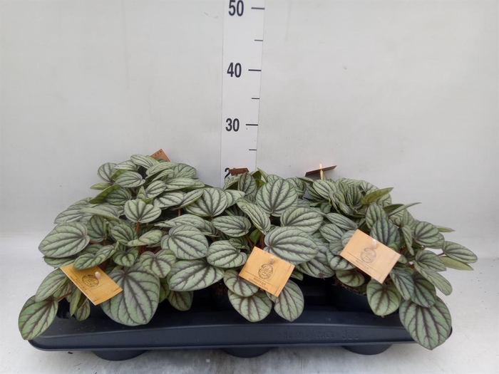 <h4>Peperomia</h4>