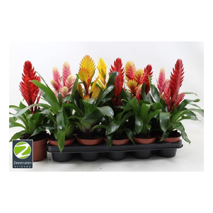 <h4>VRIES GEM 6 SRT</h4>