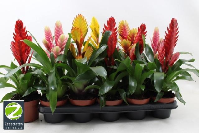 <h4>VRIES GEM 6 SRT</h4>