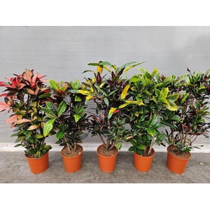 Codiaeum Gr Gemengd