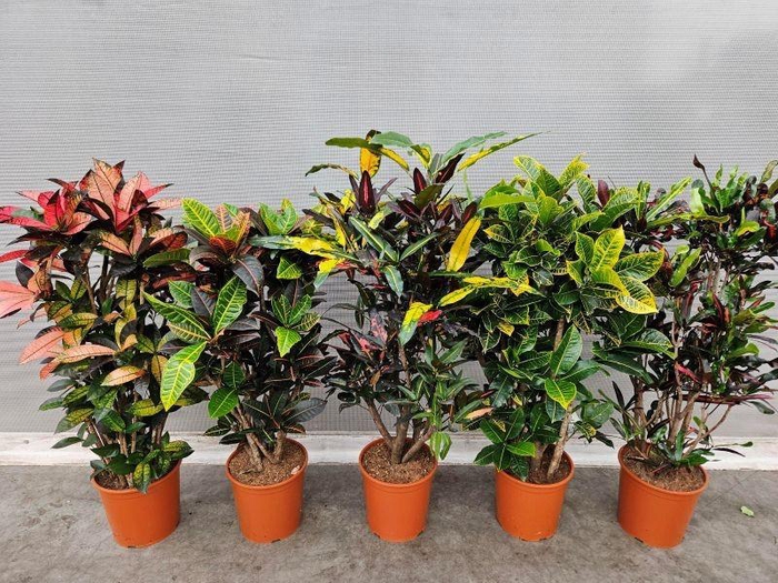 <h4>Codiaeum Gr Gemengd</h4>