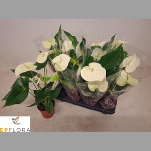 ANTHU A ARISA WHITE